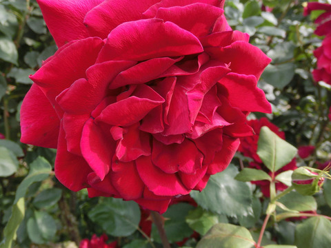 かんぱい　乾杯sCIMG5313