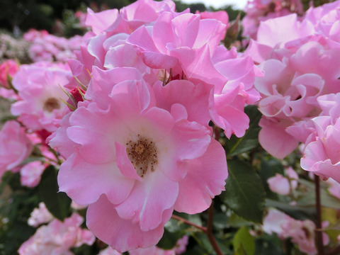 さらさsCIMG5106