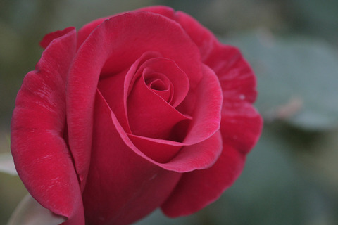 カーディナルsIMG_7292