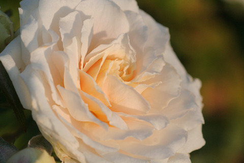 スノー　メイアンディナ