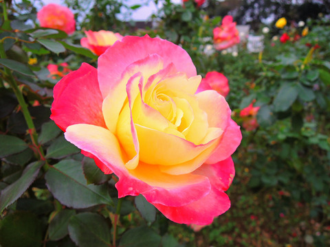 フレンチ　パフュームsDSCN9907