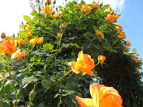 サハラ　’９８sDSCN4173