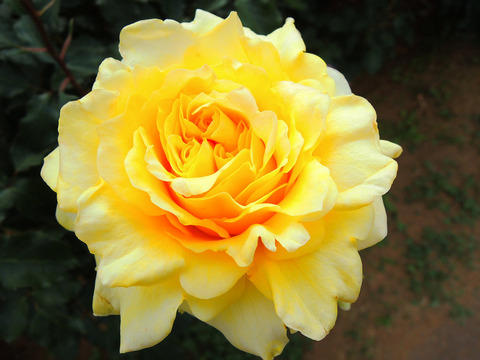 ゴールデン　メダイヨンsDSCN5182