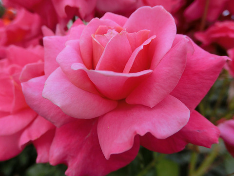 プリンセス　チチブsCIMG5517