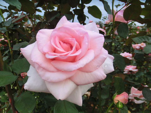 さんび　賛美5433