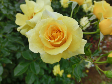 サン　フレーアsCIMG7396