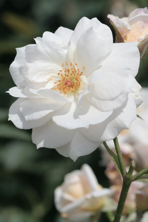 うきぐも　浮雲 (2)