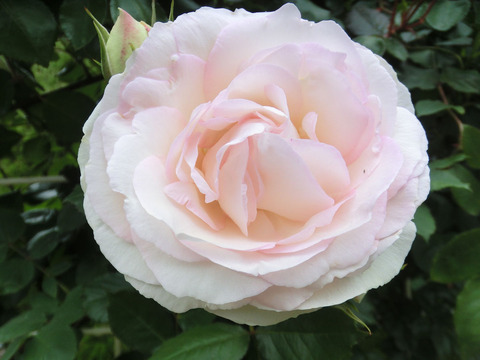 ブラン　ピエール　ドゥ　ロンサールsCIMG5501