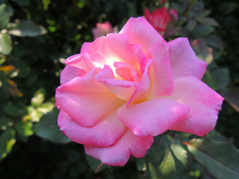 さくらがすみ　桜霞4826