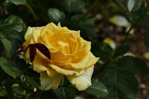 ファルツァー　ゴールドs_1220388