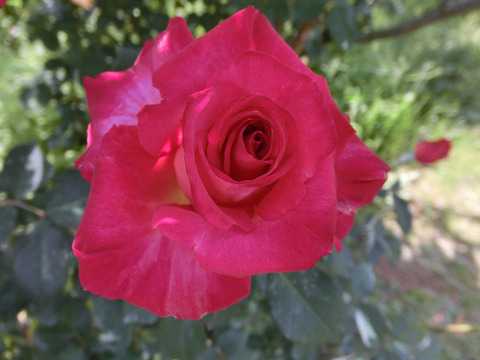 くれない　紅sCIMG3922