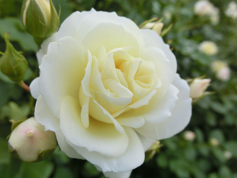 バニラ　ボニカ1293