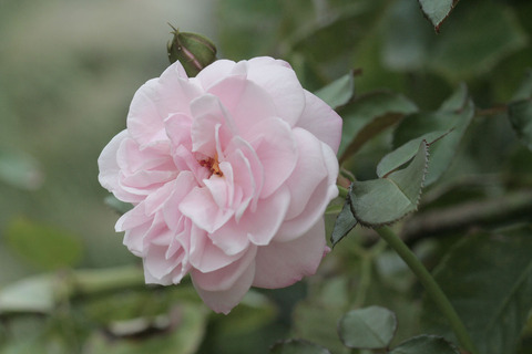 エンジェル　ハートsIMG_6290