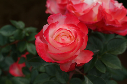 ノスタルジィsDSCF2582