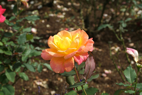 リオ　サンバsDSCF0330