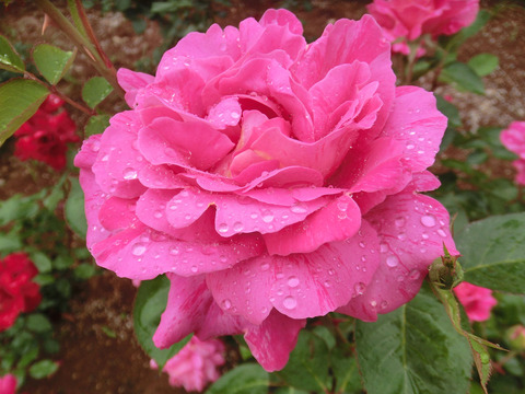 キャンディ　ストライプsCIMG6256