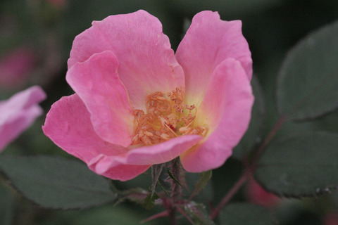 レインボー　ノックアウトsIMG_5571