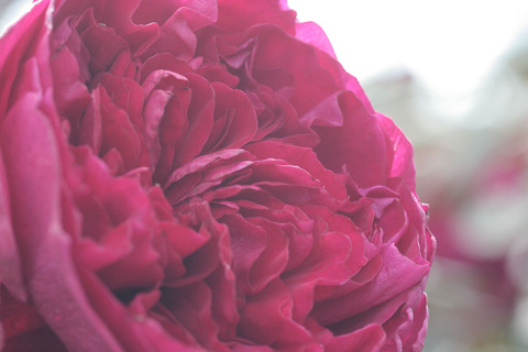 ルージュ　ロワイヤルsIMG_4399