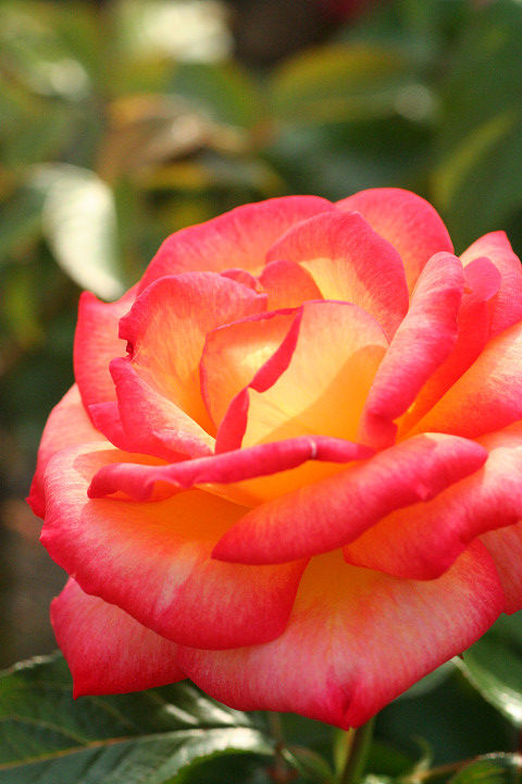 マスコット　’７７　0562