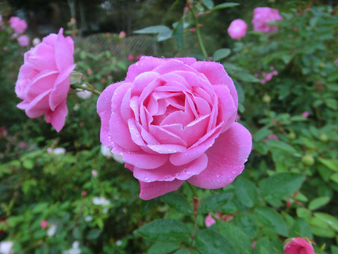 コウシンバラ　1373