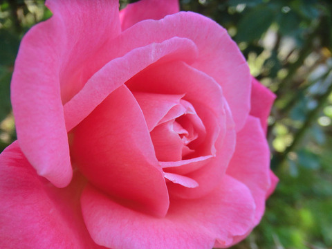 ステファニー　ドゥ　モナコ