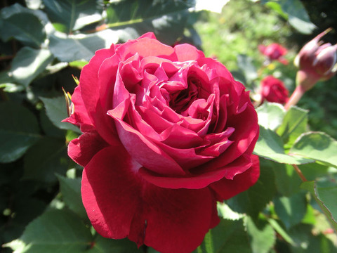 スカーレット　オベーション8759