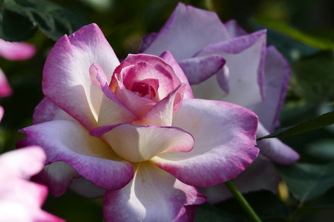 カリフォルニア　ドリーミングs_1220746