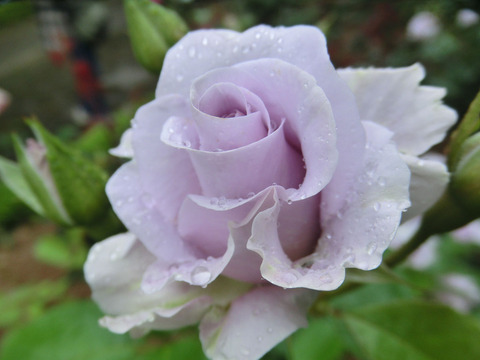 ブルー　ムーンsCIMG5954