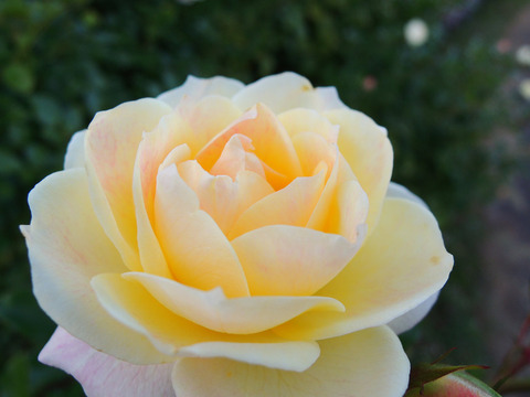 バニラ　ボニカ6789