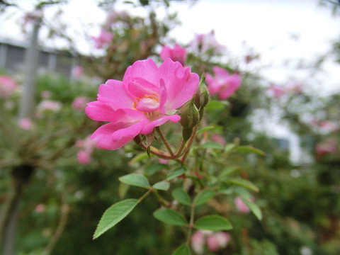 八女津姫　（やめつひめ）5053