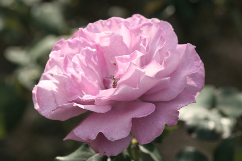 エンジェル　フェイス0243