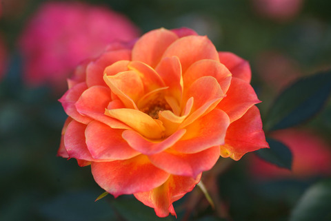 マンダリンsDSCF0734