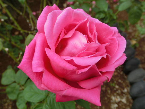 マリア　カラスsCIMG4983