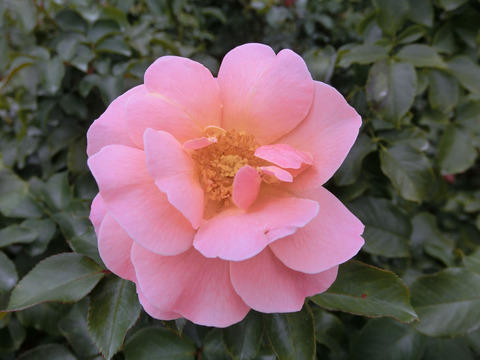 ウーメロsCIMG6892