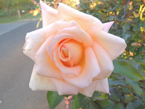 バニラ　パフューム7005