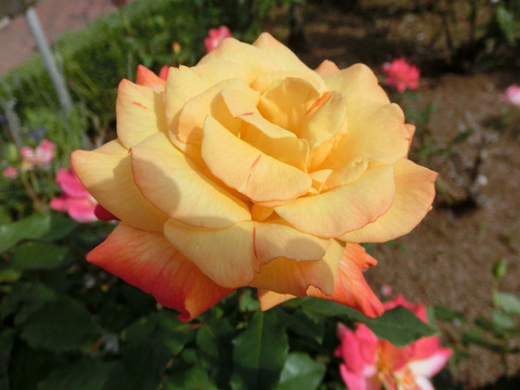 リオ　サンバsCIMG6436