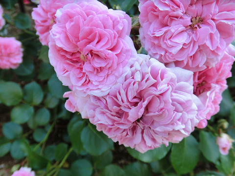 ピンク　スワニー9509