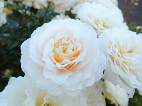 スノー　メイアンディナ6660