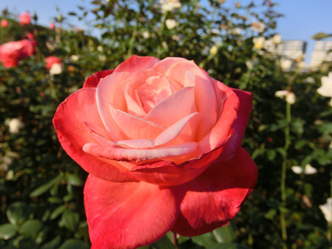 たんちょう　丹頂6942