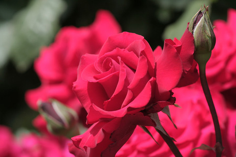 グランデ　アモーレ (2)