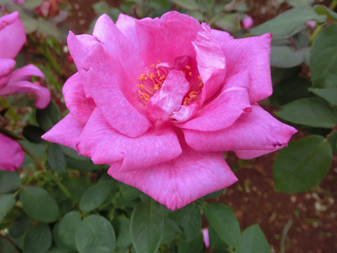 パローレsCIMG4820