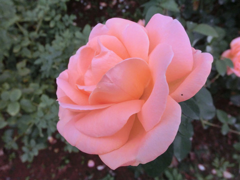 ゆめ　夢　（ゆめ）sCIMG7610