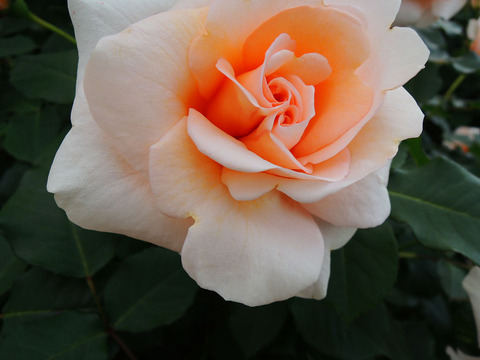 ことね　琴音0935