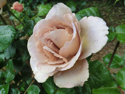 カフェ　ラテsCIMG6196