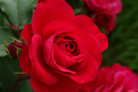 スーリール　ドゥ　モナリザsDSCF2450