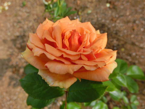 アシュラムsCIMG6429