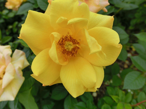 ゴールドマリー　’８４sCIMG5052