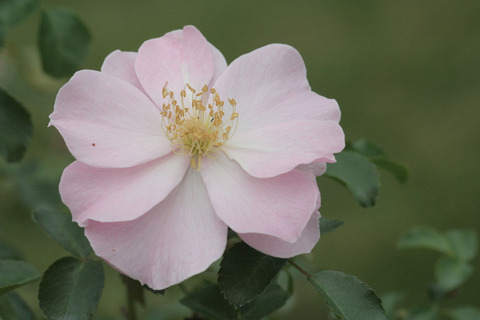 クイーン　マザーsIMG_6793