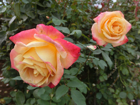 ミラマーレsCIMG5822