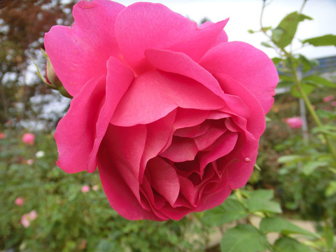 マーガレット　マクレディ1758